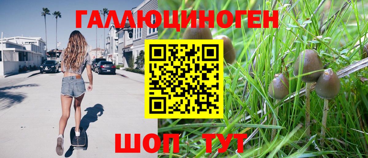 Псилоцибиновые грибы Psilocybine cubensis Дальнегорск