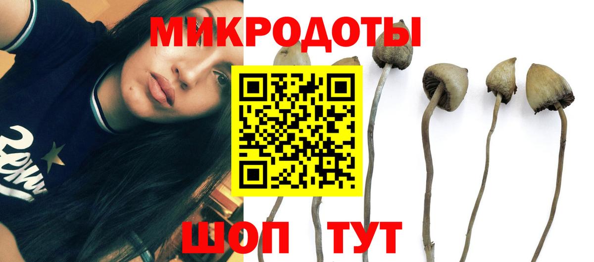 Псилоцибиновые грибы Psilocybe Дальнегорск